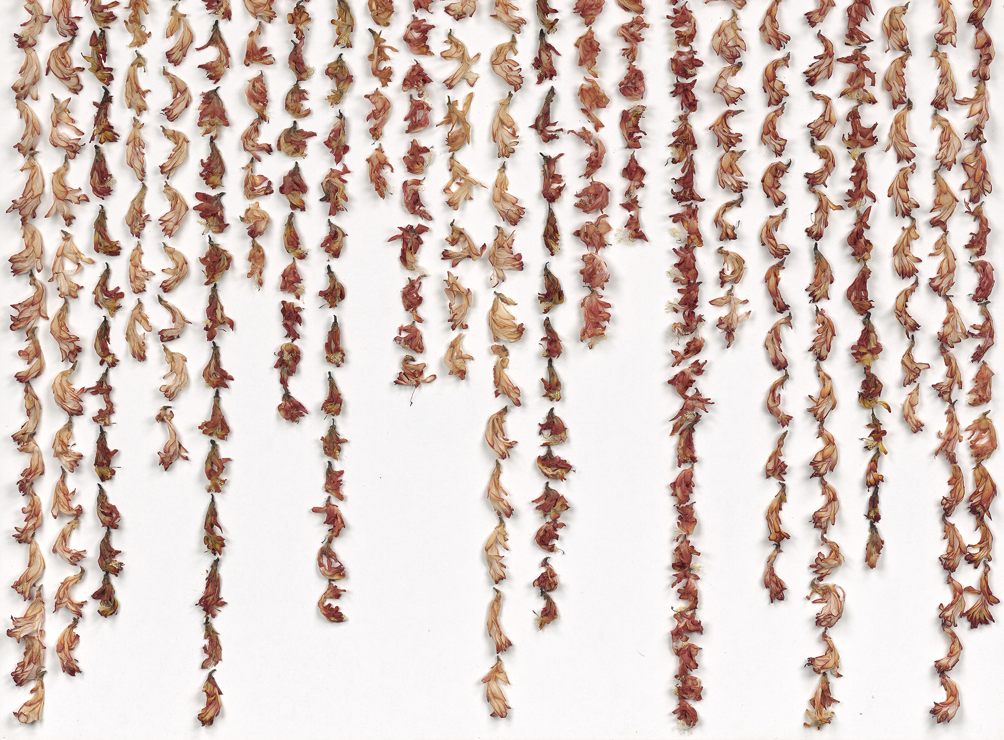 Christsternblätter, 2015, 105x65x4,5 cm, FAP 100x60 cm